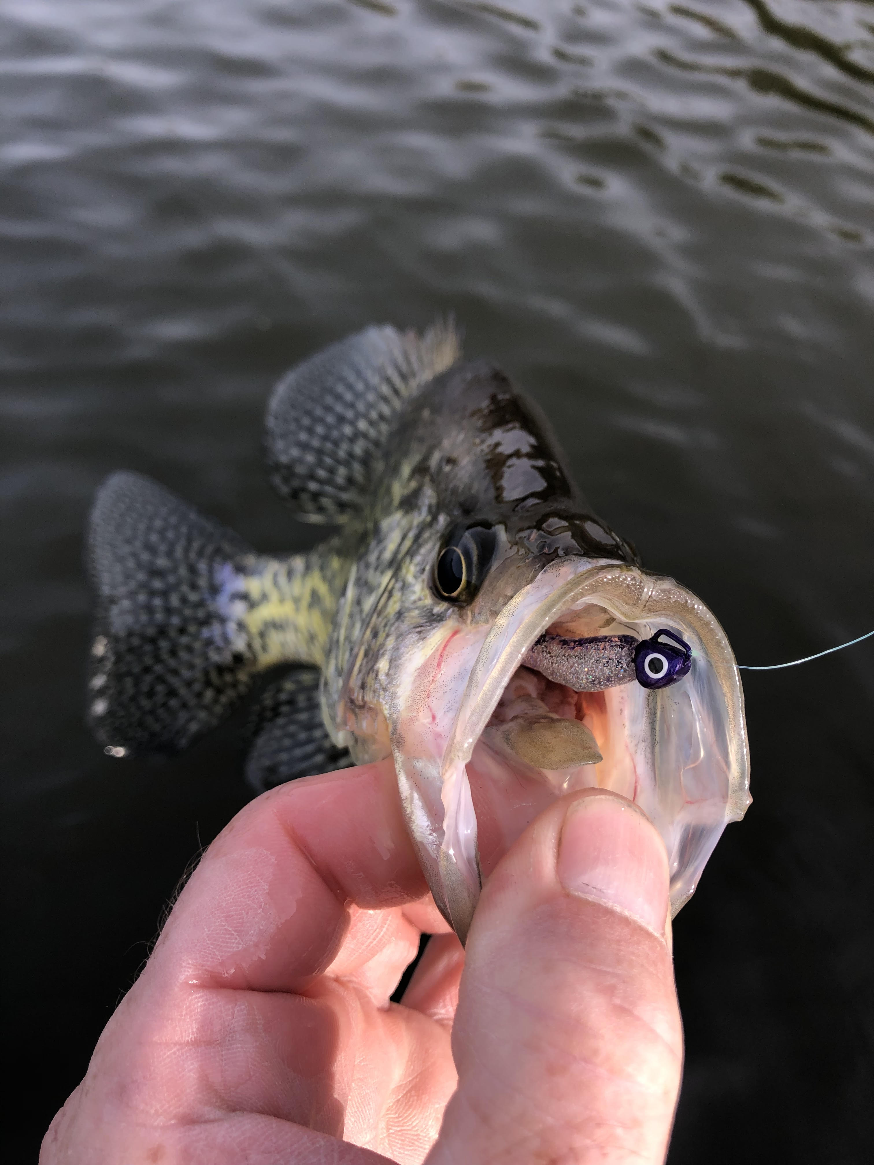 Dream Jigs