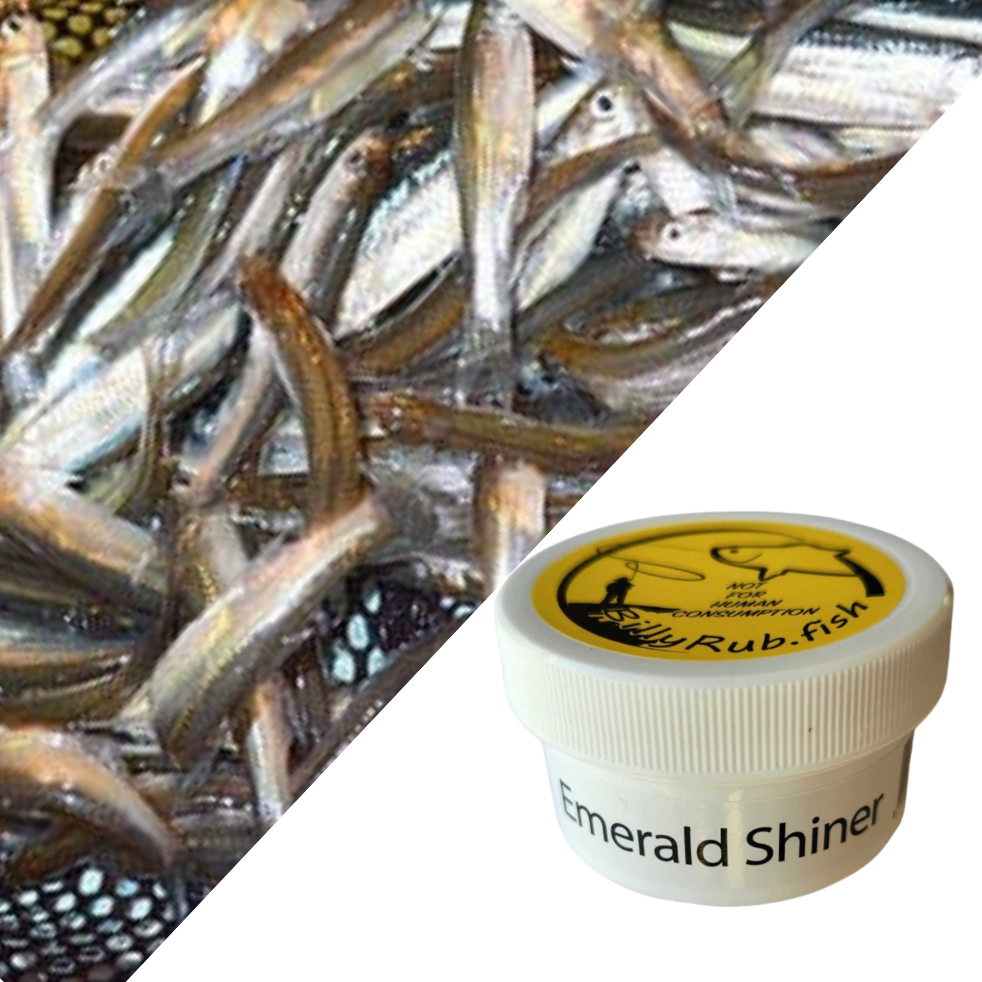 BillyRub "Emerald Shiner"