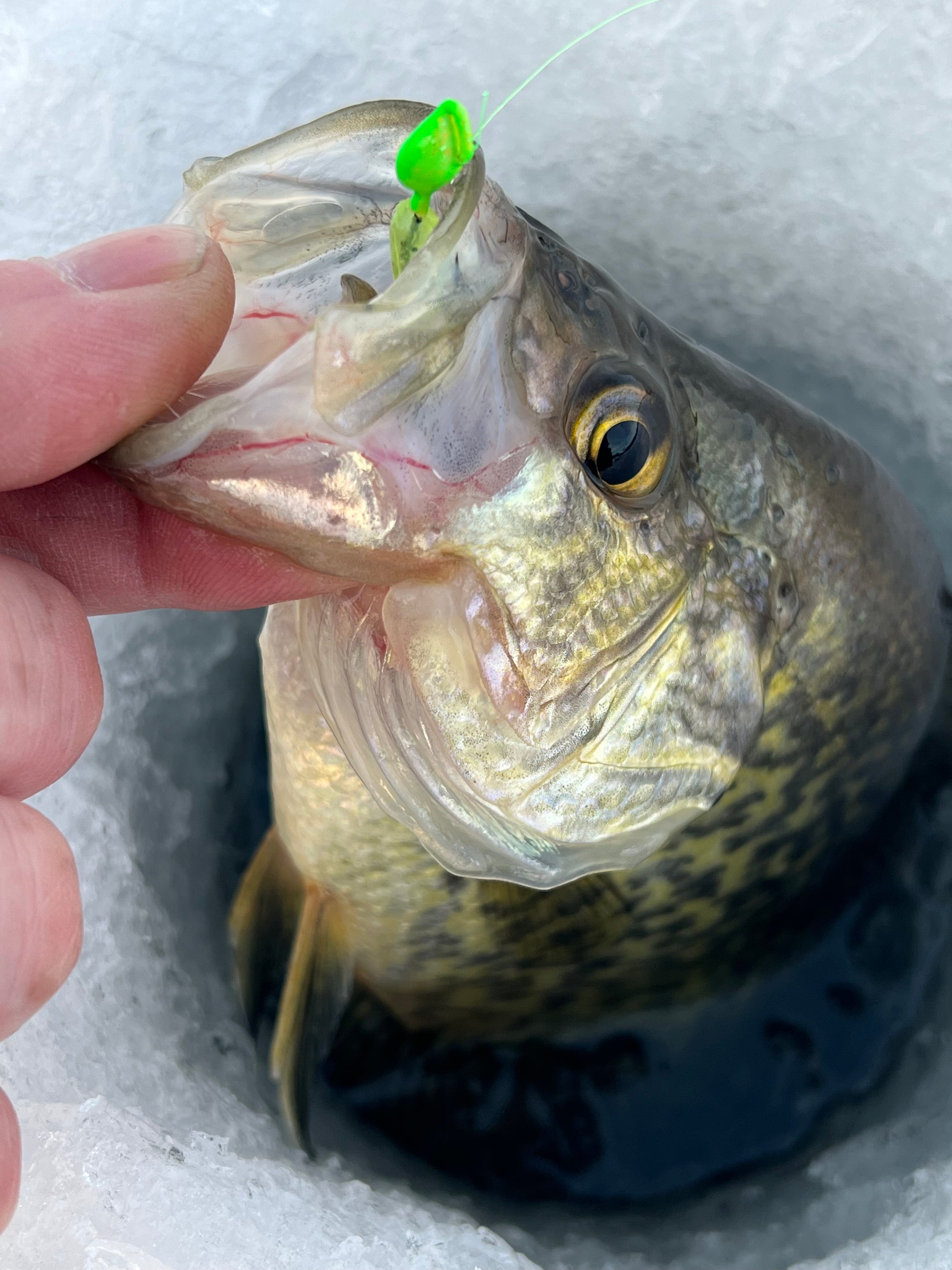 Limited edition!  Glow UV Lizard (1/32oz SB)