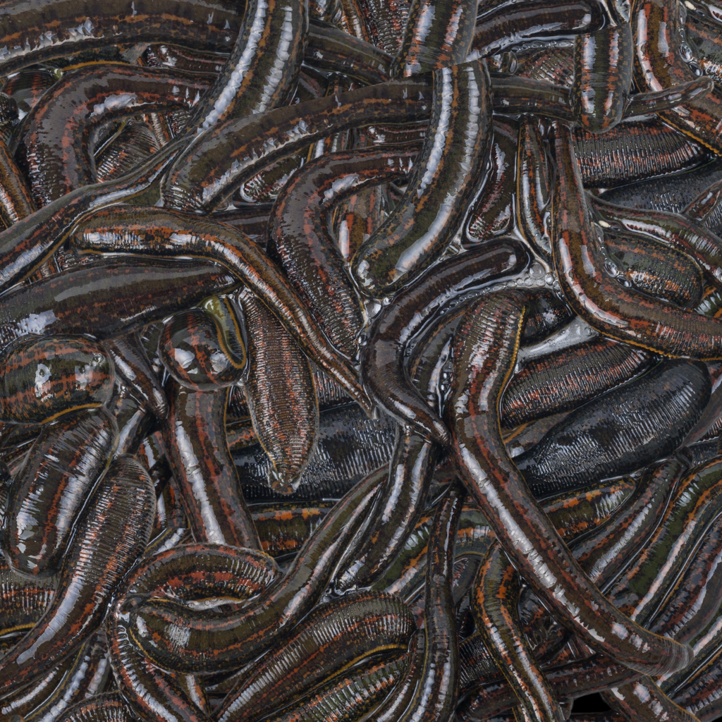 Leech Scented Fish Attractant